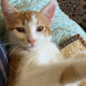 Meet your Posher, Blake